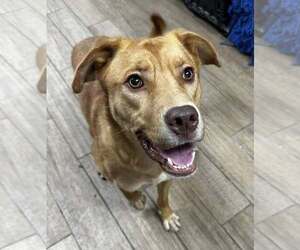 Labrador Retriever-Unknown Mix Dogs for adoption in Rowlett, TX, USA