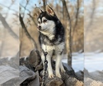 Small Photo #17 Alaskan Klee Kai-Pomsky Mix Puppy For Sale in STAPLES, MN, USA