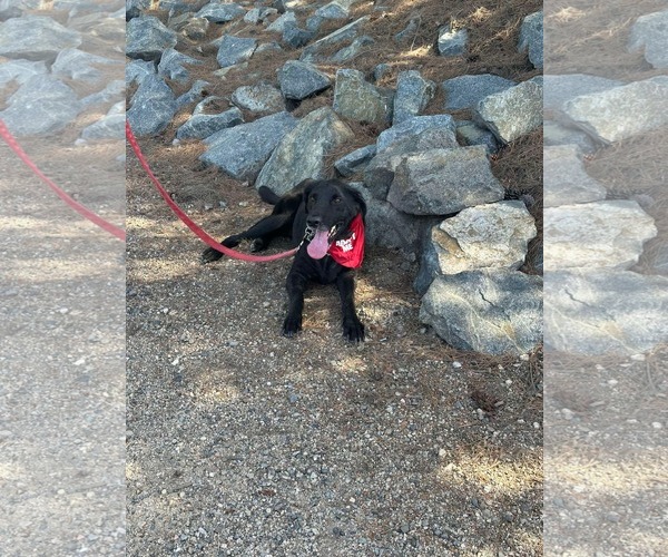 Medium Photo #7 Labrador Retriever-Unknown Mix Puppy For Sale in San Diego, CA, USA