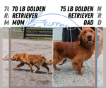 Small #11 Golden Retriever