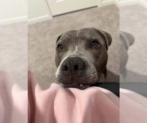 Medium Photo #8 Mutt Puppy For Sale in Abbeville, LA, USA