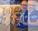 Small Dachshund Mix