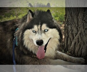 Siberian Husky Puppy for sale in ROZET, WY, USA
