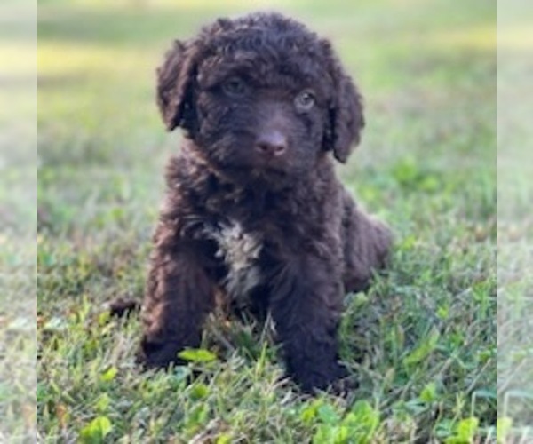 Medium Photo #4 Lagotto Romagnolo Puppy For Sale in MUSCLE SHOALS, AL, USA