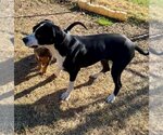 Small Photo #19 Great Dane-Unknown Mix Puppy For Sale in Bullard, TX, USA