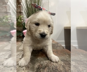 English Cream Golden Retriever Puppy for sale in NORTH HIGHLANDS, CA, USA