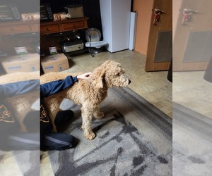 Poodle (Standard) Puppy for sale in RICHMOND, IN, USA