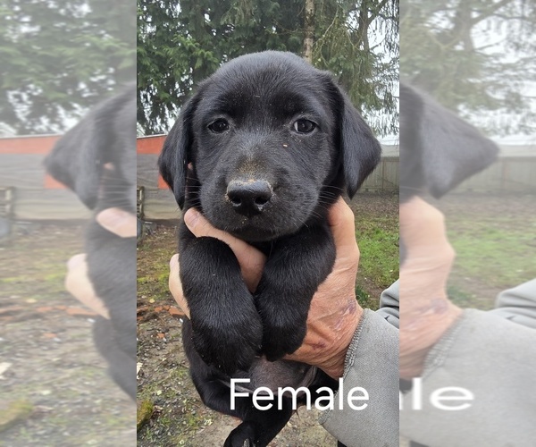 Medium Photo #3 Labrador Retriever Puppy For Sale in CORVALLIS, OR, USA