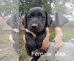 Small #2 Labrador Retriever