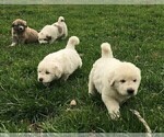 Small Photo #3 Great Pyrenees Puppy For Sale in PINEVILLE, KY, USA