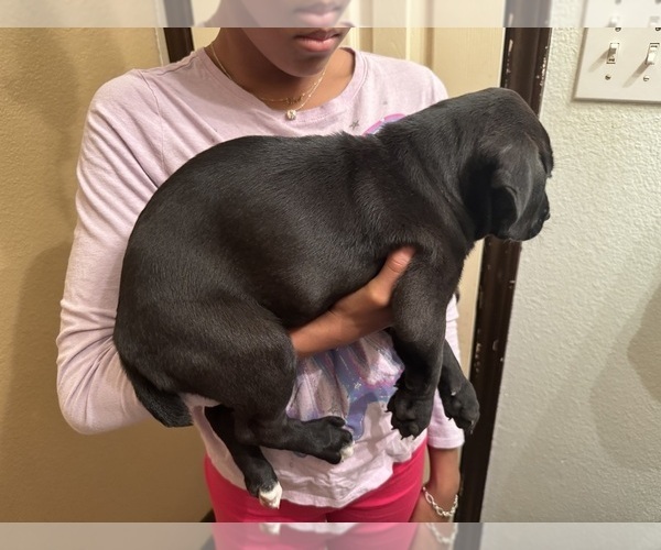 Medium Photo #3 Cane Corso-German Shepherd Dog Mix Puppy For Sale in SPRING, TX, USA