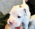 Small Photo #23 Boxer Puppy For Sale in EAST FISHKILL, NY, USA