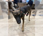 Small German Shepherd Dog