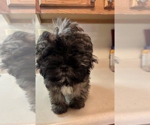 Shih Tzu-ShihPoo Mix Puppy for Sale in MIDDLE RIVER, Maryland USA