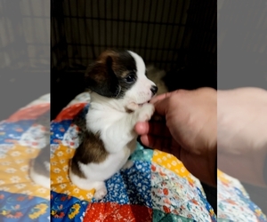 Jack Russell Terrier-Shih Tzu Mix Puppy for sale in MYRTLE BEACH, SC, USA