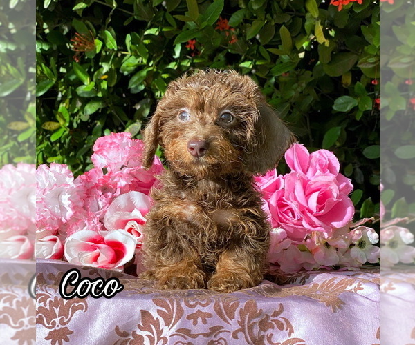 Medium Photo #1 Dachshund Puppy For Sale in MIAMI, FL, USA