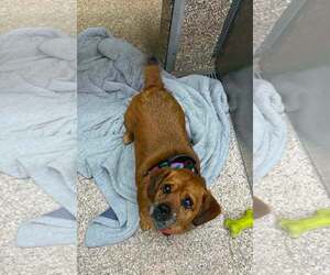 Basset Hound-Unknown Mix Dogs for adoption in Martinsburg, WV, USA