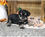 Small #1 Schnauzer (Miniature)