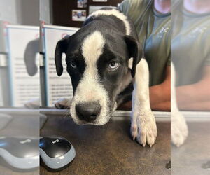 American Pit Bull Terrier-Siberian Husky Mix Dogs for adoption in Stockton, CA, USA