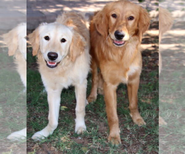 Medium Photo #3 Golden Retriever Puppy For Sale in Glendale , AZ, USA
