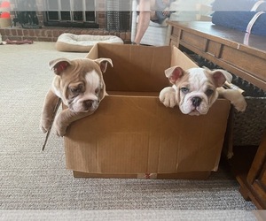 English Bulldog Puppy for sale in PLEASANT RIDGE, MI, USA