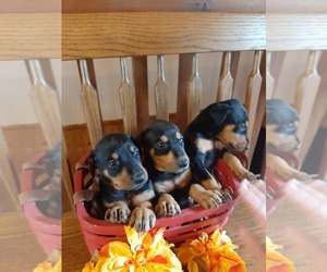 Doberman Pinscher Puppy for sale in AVA, MO, USA