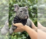 Small Photo #7 French Bulldog Puppy For Sale in BROOKLYN, NY, USA