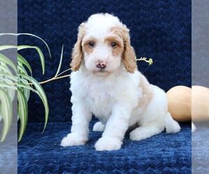 Goldendoodle Puppy for sale in NARVON, PA, USA