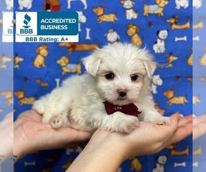 Maltese Puppy for sale in WINNSBORO, LA, USA