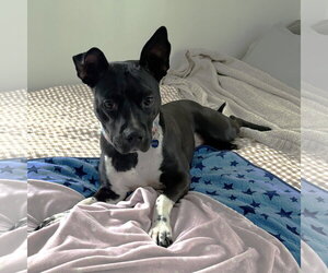 Persephone - Female Mutt Dog for Adoption - Photo #4