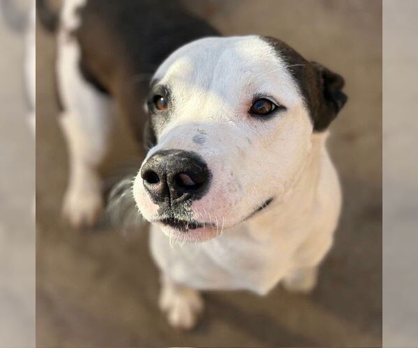 Medium Photo #1 Labrador Retriever-Unknown Mix Puppy For Sale in Tulsa, OK, USA
