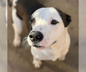 Labrador Retriever-Unknown Mix Dogs for adoption in Tulsa, OK, USA