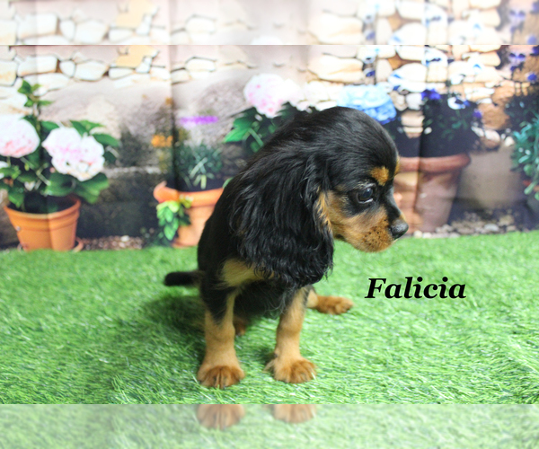 Medium Photo #8 Cavalier King Charles Spaniel Puppy For Sale in CHANUTE, KS, USA
