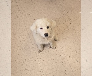Great Bernese Puppy for sale in SPRING CITY, TN, USA