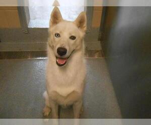 Siberian Husky Dogs for adoption in Orange, CA, USA