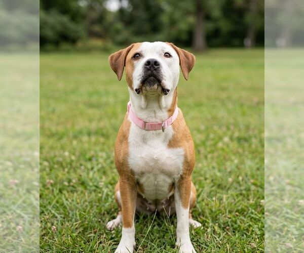 Medium Photo #1 Mutt Puppy For Sale in Martinsburg, WV, USA
