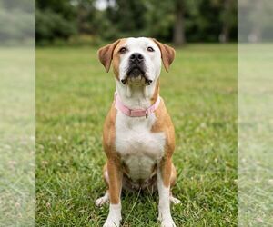 Mutt Dogs for adoption in Martinsburg, WV, USA