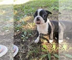 Small #3 Boston Terrier