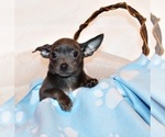 Puppy Denver Chihuahua