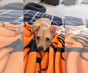 Fizzy - Female Chihuahua-Unknown Mix Dog for Adoption - Photo #3