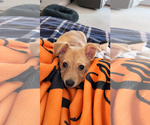 Small Photo #3 Chihuahua-Unknown Mix Puppy For Sale in Brooklyn Center, MN, USA