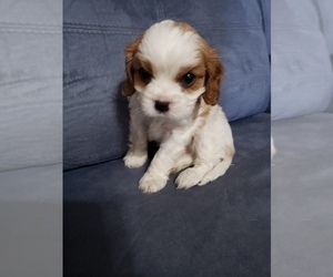Cavalier King Charles Spaniel Puppy for Sale in SAINT PETERSBURG, Florida USA