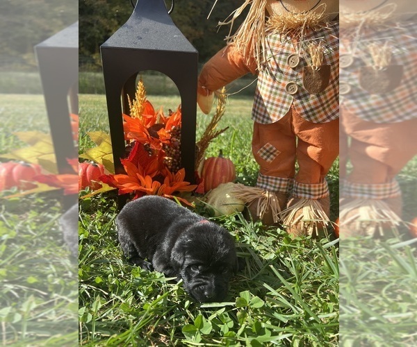 Medium Photo #7 Labrador Retriever Puppy For Sale in NEOLA, WV, USA