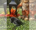 Small Photo #7 Labrador Retriever Puppy For Sale in NEOLA, WV, USA