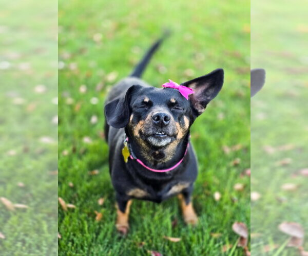Medium Photo #9 Chihuahua-Unknown Mix Puppy For Sale in Sandy, UT, USA