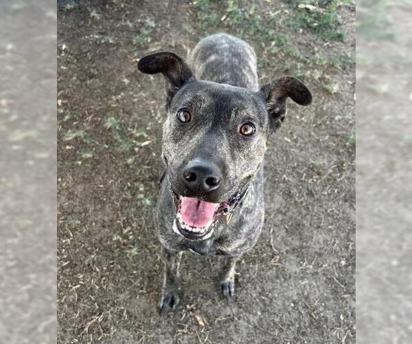 Medium Photo #2 American Pit Bull Terrier Puppy For Sale in Bakersfield, CA, USA