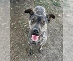 Small Photo #2 American Pit Bull Terrier Puppy For Sale in Bakersfield, CA, USA