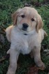 Small Photo #16 Golden Retriever Puppy For Sale in HARRISON, TN, USA