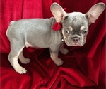 Puppy Bayou French Bulldog