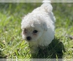 Small Photo #14 Bichpoo Puppy For Sale in MELROSE, FL, USA
